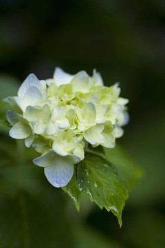 柔和的藍(lán)色繡球花