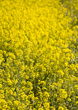 Mustard Flowers；納帕谷