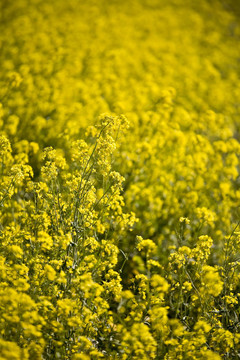 Mustard Flowers；納帕谷