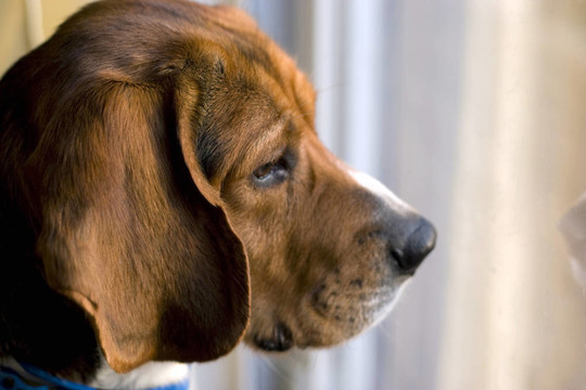 在窗口的小獵犬
