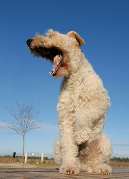 打哈欠的獵狐犬