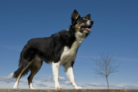 邊境牧羊犬