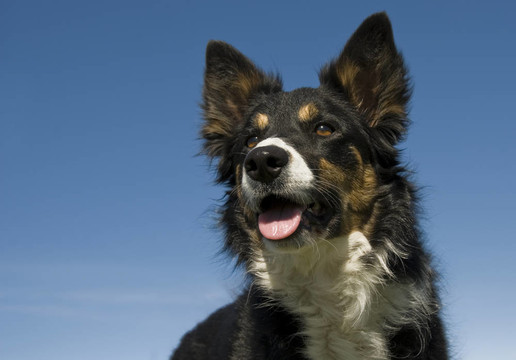 邊境牧羊犬