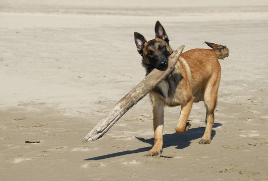 在牧羊犬
