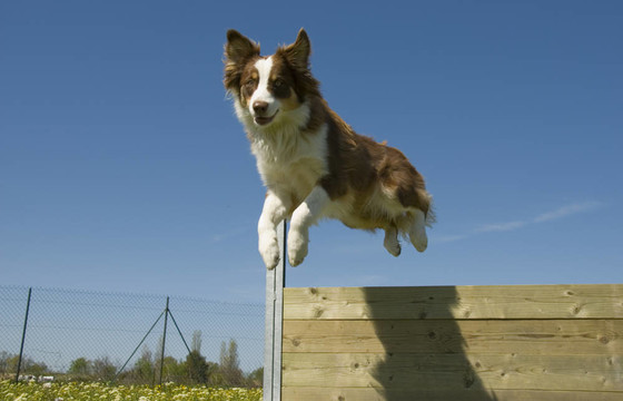 跳躍的澳大利亞牧羊犬