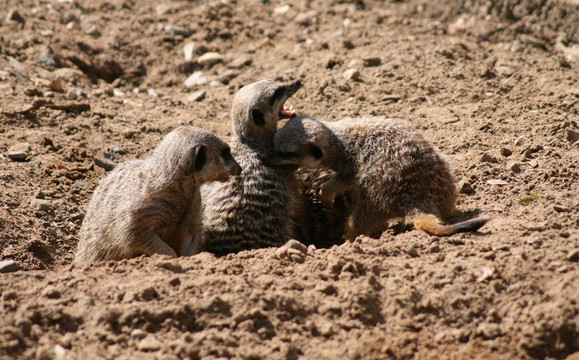 meercat