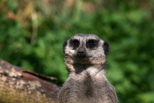 meercat