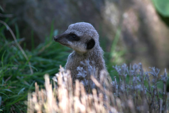 meercat