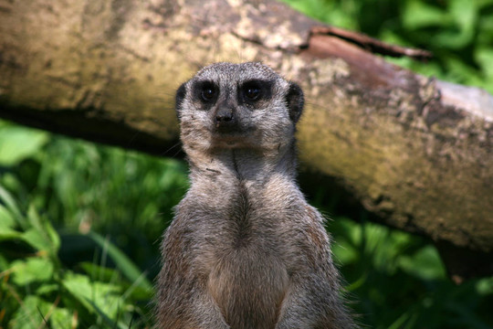 meercat