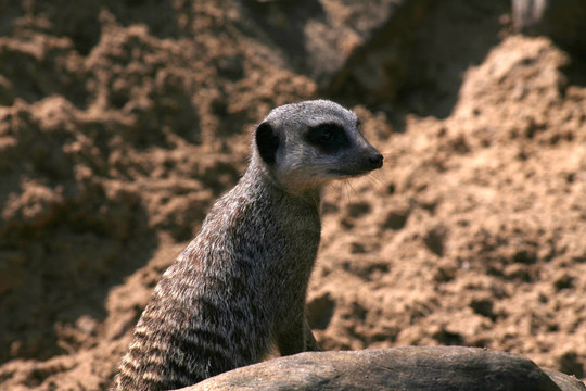 meercat