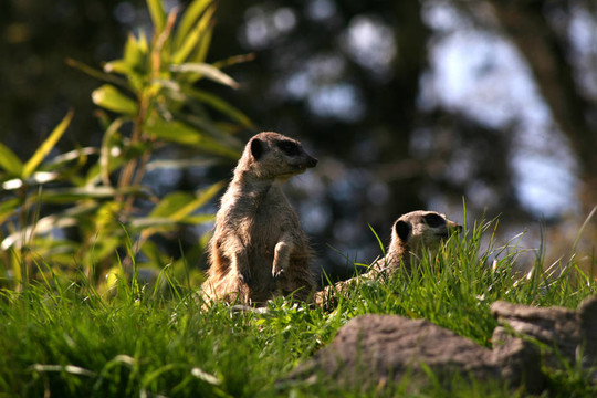 meercat