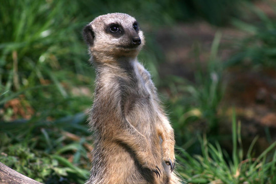 meercat