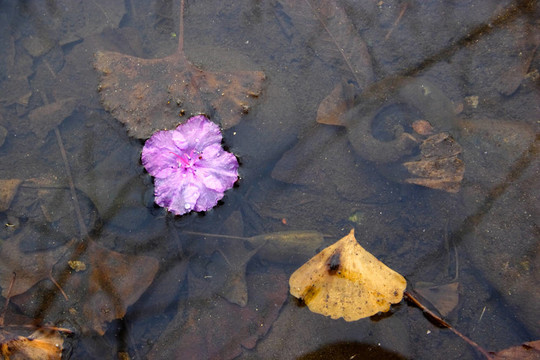 浮花。
