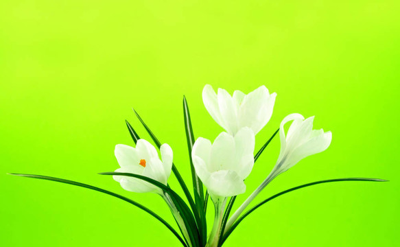 白色的花