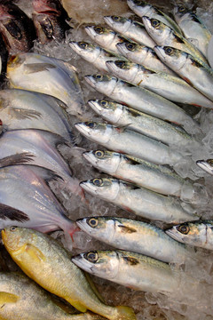 顯示在顯示上的魚。