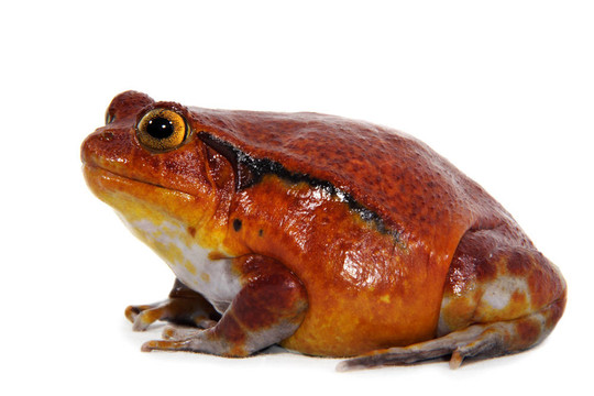 番茄蛙（Dyscophus Antongilii）