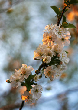 花櫻桃