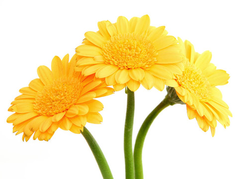 黃色太陽花2