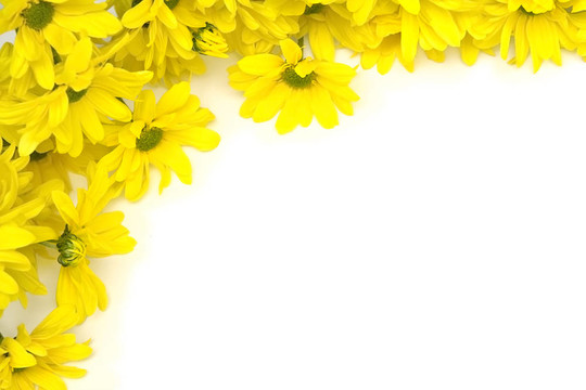 黃色的雛菊