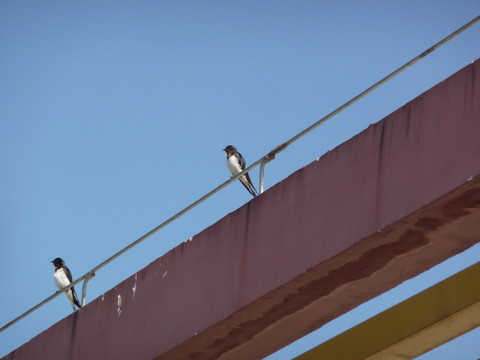 愛護(hù)鳥類