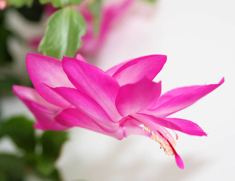 開(kāi)花的仙人掌