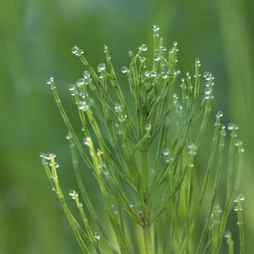 Field Horsetail在露
