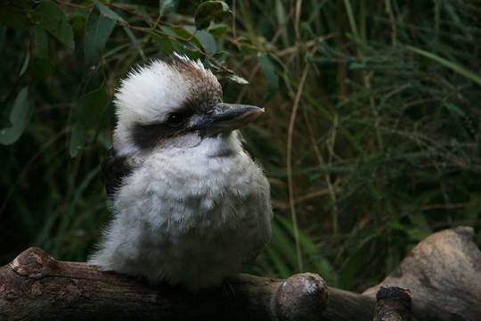 笑翠鳥(niǎo)