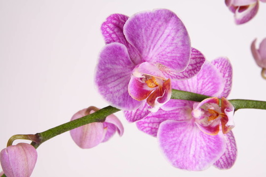 蝴蝶蘭（蝴蝶蘭蘭科）