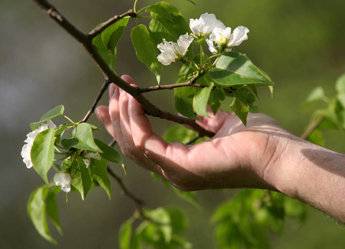 蘋果樹開花