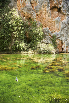 綠湖