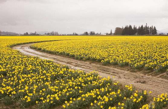 daffodiil農(nóng)場盛開