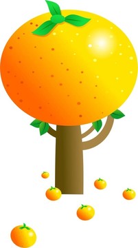 橘子樹