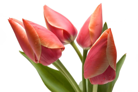 紅郁金香花