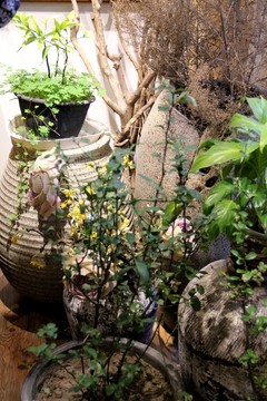 干花