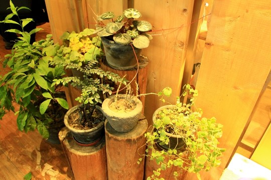 干花