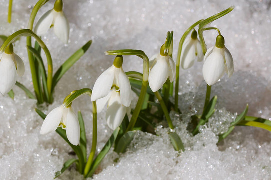 雪花在雪