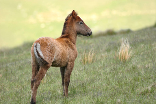 野生的小馬駒