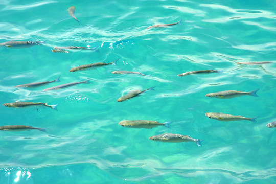 魚