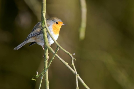 樹枝上的鳥