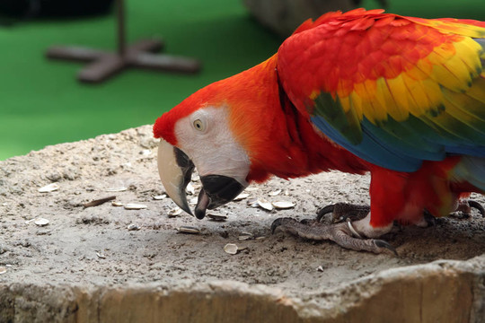 Parrot欣賞葵花籽