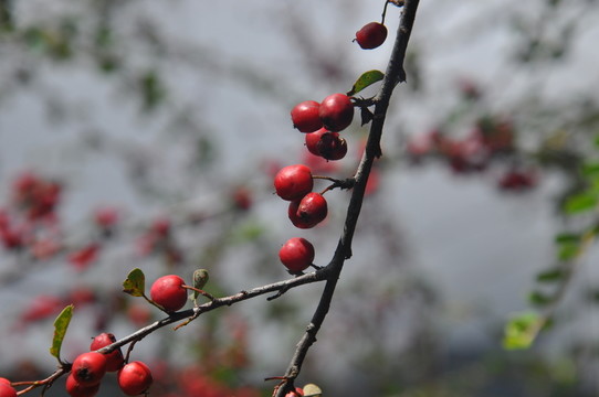 樹上的紅色小野果