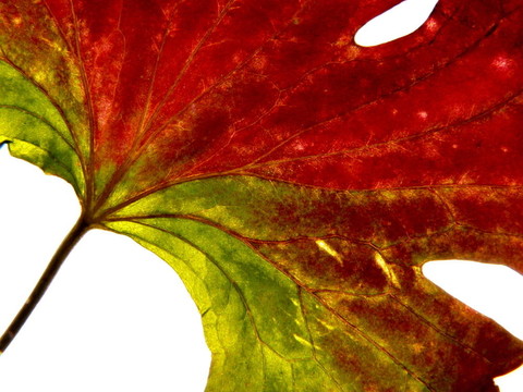 紅綠葉2