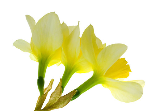 花的力量