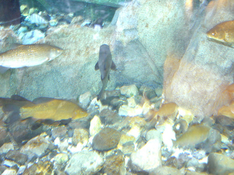 魚