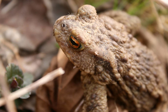 frog2