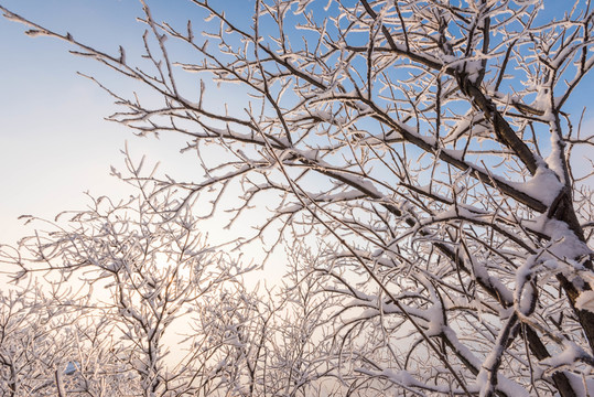 雪 雪景 白雪 仰天山風光 冬