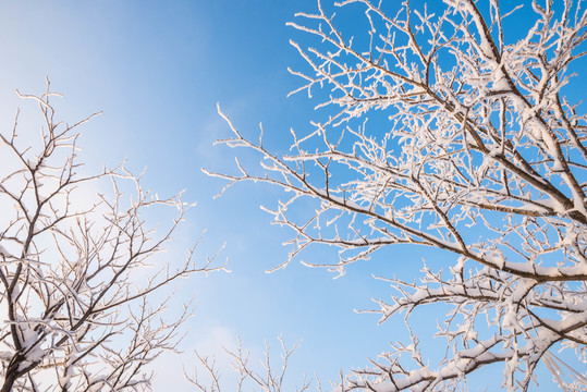 雪 雪景 白雪 仰天山風(fēng)光 冬