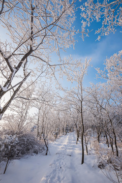 雪 雪景 白雪 仰天山風光 冬
