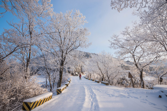 雪 雪景 白雪