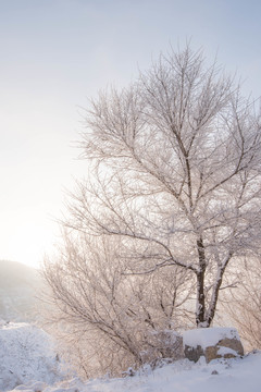 雪 雪景 白雪 仰天山風光 冬